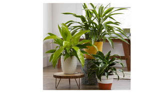 Picture of House Plants