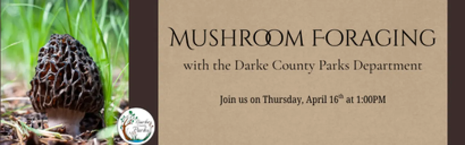 Mushrooms Growing in Wild